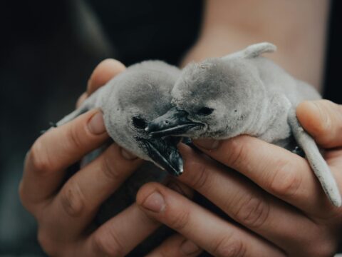 person holding two grey baby penguins